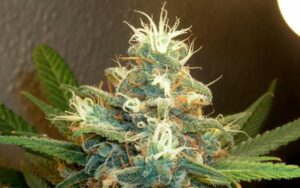 marijuana plant bud
