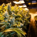 indoor-marijuana-farm
