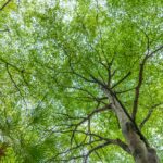 Forest trees in city