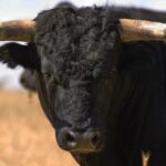 Fighting bull