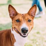 California’s Dog Bite Injury Law – A Top Level Overview